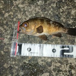 ド根性メバルがこんばんわ