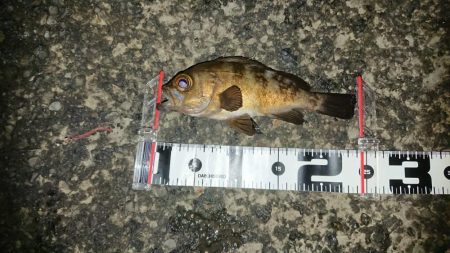 ド根性メバルがこんばんわ