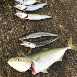 夏のライトショアジギング8