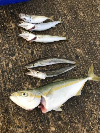 夏のライトショアジギング8