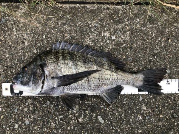 イチノ兄弟、釣果！