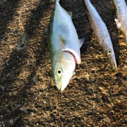 夏のライトショアジギング5