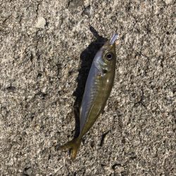 デイアジング オクトパッシング