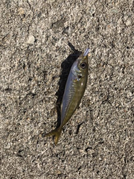 デイアジング オクトパッシング