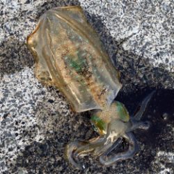 アオリ新子調査隊