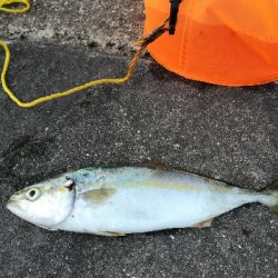 持って帰りましょうか