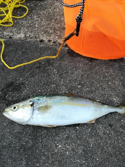 持って帰りましょうか