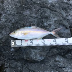 青物が釣りたくて