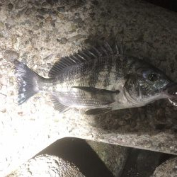 今日ゎチヌ‼︎