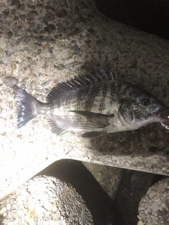 今日ゎチヌ‼︎