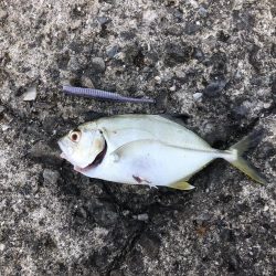 初メッキアジ！