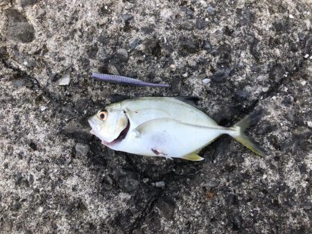 初メッキアジ！