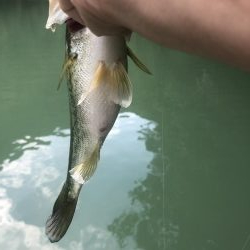 釣行2日目！サイズ伸びず