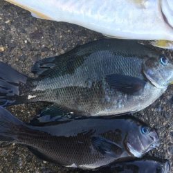 六目釣り！魚種沢山！