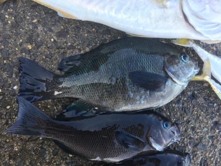 六目釣り！魚種沢山！