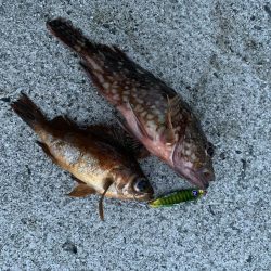 ソルトルアーで五目釣り