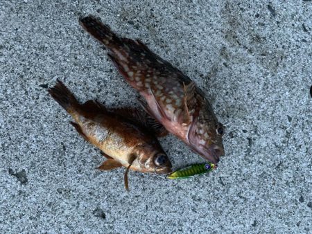 ソルトルアーで五目釣り