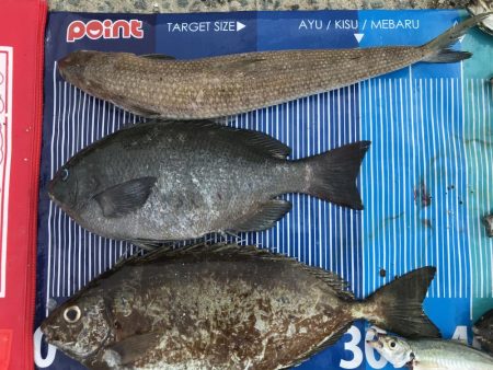 みんなが気になる筏釣り