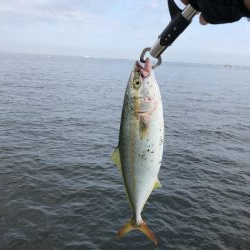 ぎりぎりハマチサイズ