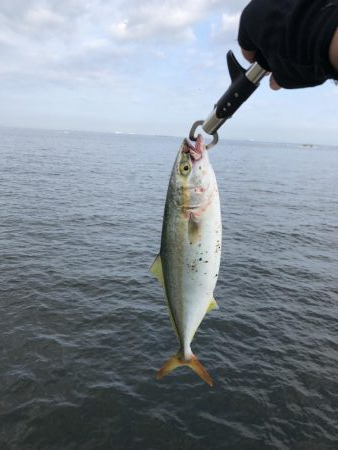 ぎりぎりハマチサイズ