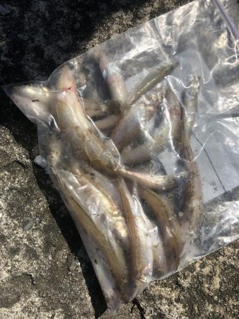 灼熱のキス釣り