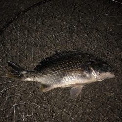 夕まづめ狙いでチヌ・シーバス狙い。