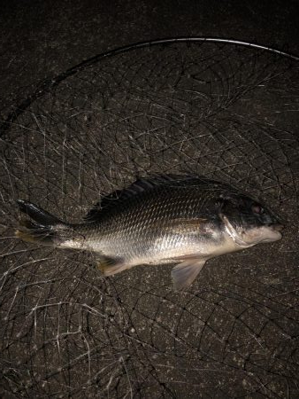 夕まづめ狙いでチヌ・シーバス狙い。