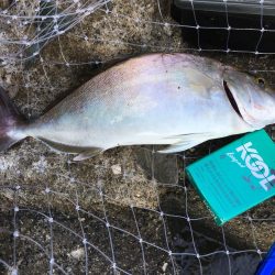 フルドラグがでていきました！