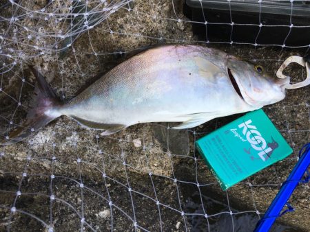 フルドラグがでていきました！