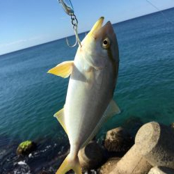 北条海岸ヒラメ釣り