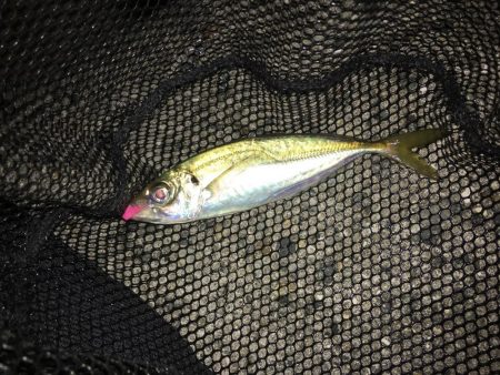 アジング  タイミング悪し