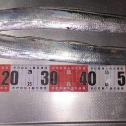 太刀魚2匹