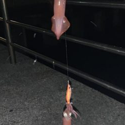 お手軽エギング