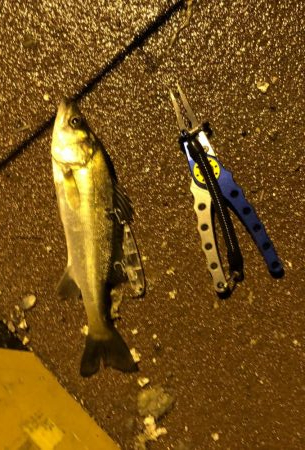 小さいのしか釣れない