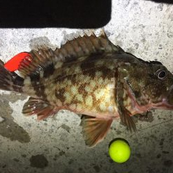 ソウダガツオ狙い