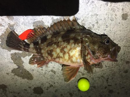 ソウダガツオ狙い