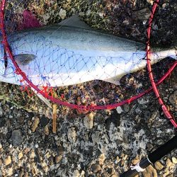 メジロ？ブリ？