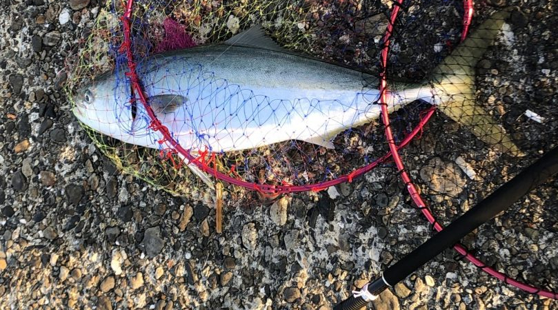 メジロ？ブリ？