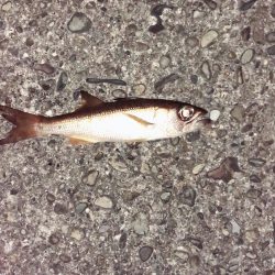 変わった魚が釣れた