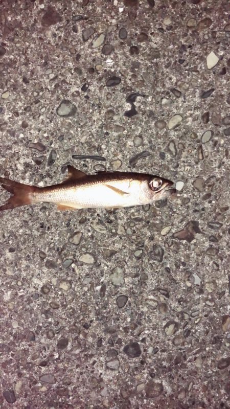 変わった魚が釣れた