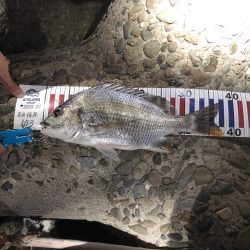 今週も釣れたー‼︎