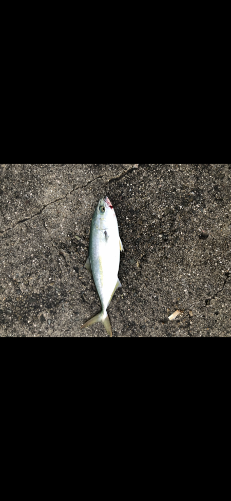 今年初の淡路島