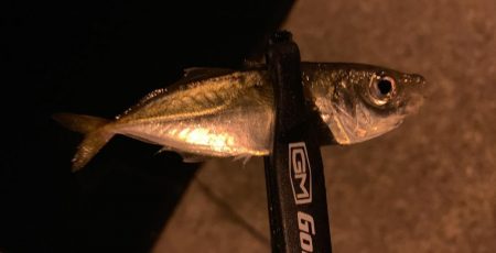 ケンサキイカ撃沈