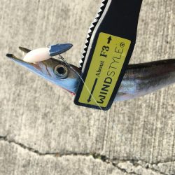 カマスフィッシング