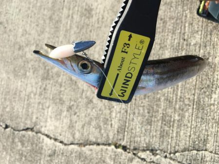 カマスフィッシング