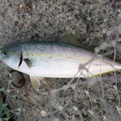 バイブレーション‼️