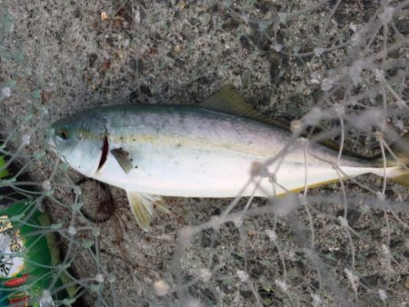 バイブレーション‼️