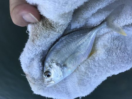 台風後メッキは！？