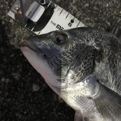 サナギフカセ最高!