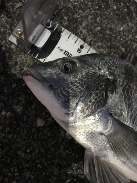 サナギフカセ最高!